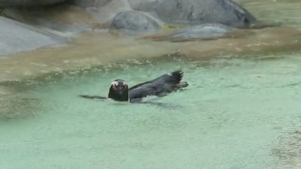 Pinguim nadando sob chuva — Vídeo de Stock