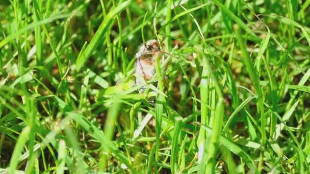 5 月 bug 甲虫在草丛中 — 图库视频影像