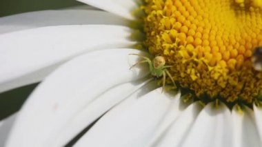 Thomisidae Yengeç örümcek
