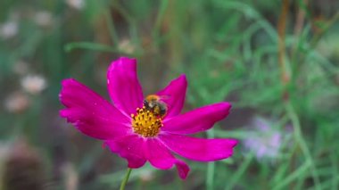Bumblebee cosmos çiçek