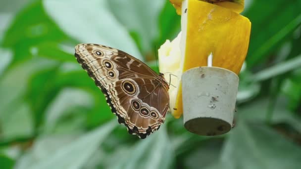 Nahrung für tropische Schmetterlinge — Stockvideo