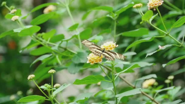 Mariposa tropical come néctar en una flor — Vídeo de stock