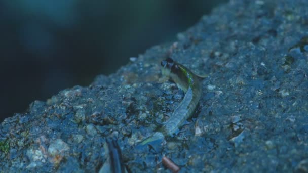 Rockskipper sulla roccia in spiaggia — Video Stock