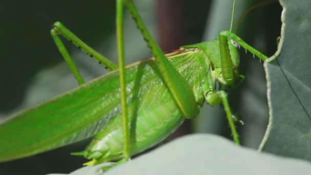Große grüne Heuschrecke aus nächster Nähe — Stockvideo