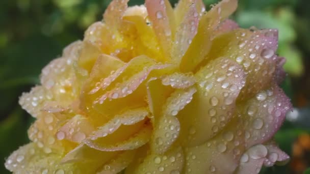 Rosa flor con gotas de lluvia — Vídeos de Stock