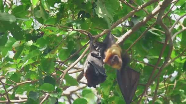 Renard volant accroché à une branche d'arbre et se lave — Video