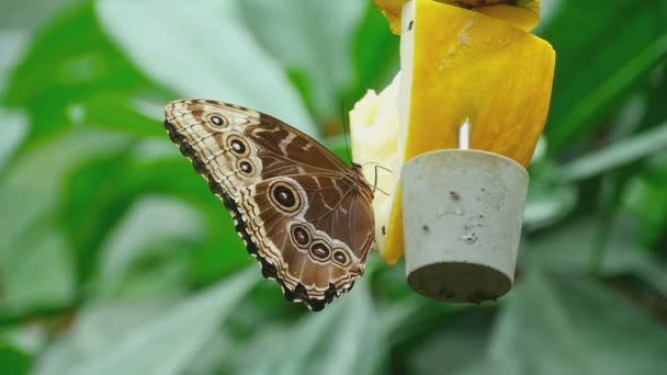 Nahrung für tropische Schmetterlinge — Stockvideo