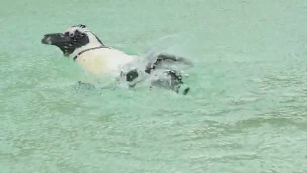 Пингвин плавает под дождем — стоковое видео