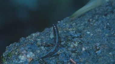 Sahildeki kayalıklarda kayalıklar