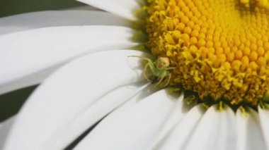 Thomisidae Yengeç örümcek