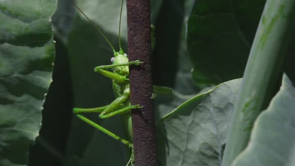 Big Green locust close-up — Stock Video