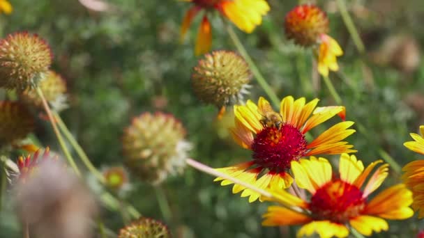 Hommel op een bloem gailardia — Stockvideo