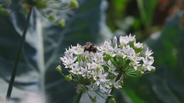 Bumblebee su una cipolla di fiore — Video Stock