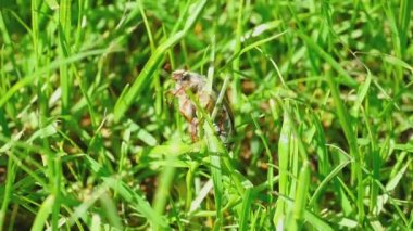 Mayıs-böcek böcek çimen