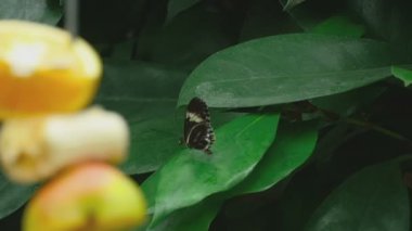 tropikal yaprak kelebeği