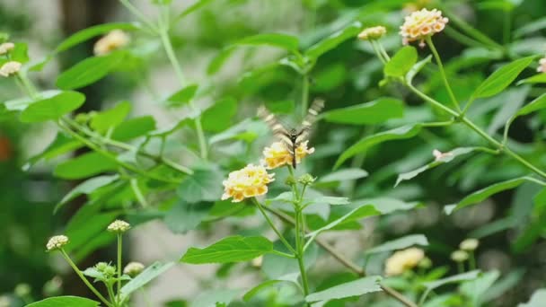 Borboleta tropical come néctar em uma flor — Vídeo de Stock