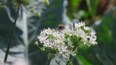 Bumblebee, soğan çiçek