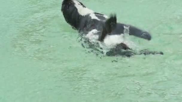 Penguin zwemmen onder regen — Stockvideo