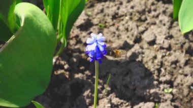 Mor çiçek uçan arı