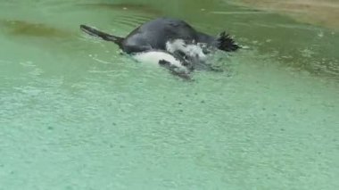 Yağmur altında Yüzme penguen