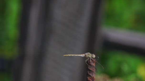 Dragonfly närbild, kort skärpedjup — Stockvideo