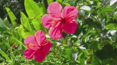 güzel hibiscus çiçek