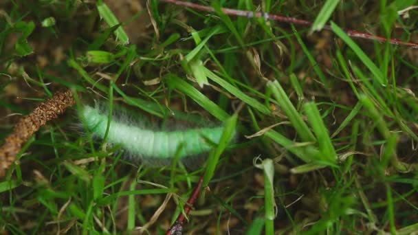 Oruga verde peluda — Vídeos de Stock