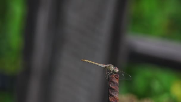 Primo piano libellula, profondità di campo poco profonda — Video Stock