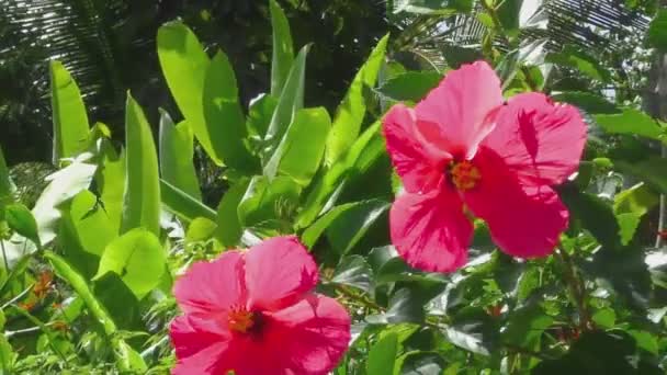 Mooie hibiscus bloem — Stockvideo