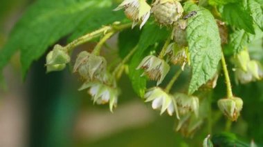 Bumblebee üzerinde bir çiçek ahududu