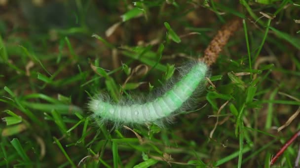 Hairy green caterpillar — Stock Video