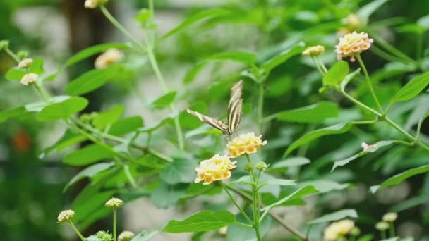Тропічний метелик їсть нектар на квітці — стокове відео