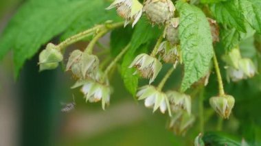 Wasp üzerinde bir çiçek ahududu