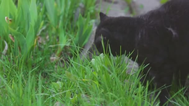 Black Scottish fold cat — Stock Video