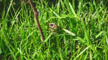 Mayıs-böcek böcek çimen