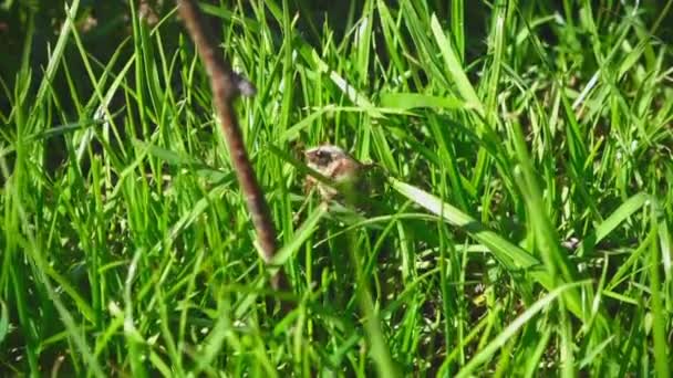 May-bug beetle in grass — Stock Video