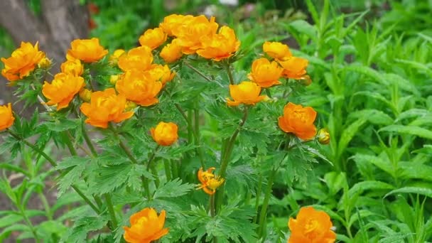 Trollius asiaticus orange flowers under rain — Stock Video