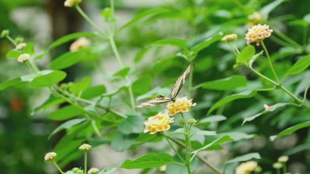 Тропічний метелик їсть нектар на квітці — стокове відео
