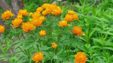 Trollius asiaticus turuncu çiçekler yağmur altında