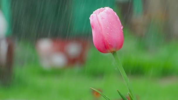 Flor de tulipa rosa sob chuva — Vídeo de Stock