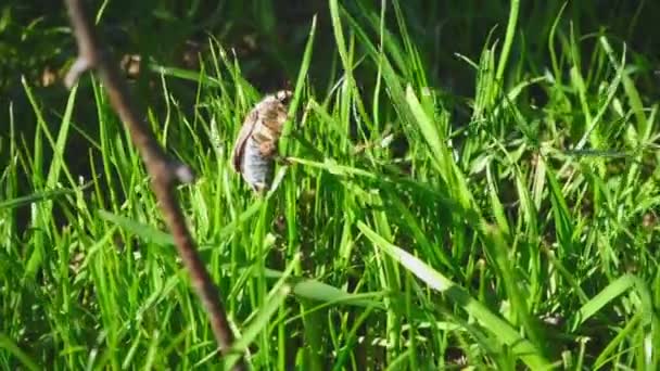 Mei-bug kever in gras — Stockvideo