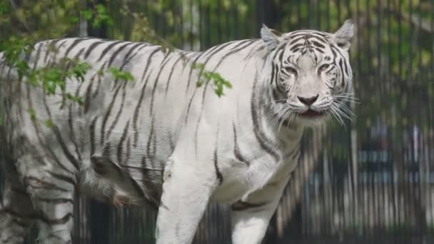 Шикарная белая тигрица — стоковое видео