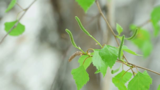 Catkins와 자작나무 나뭇가지 — 비디오