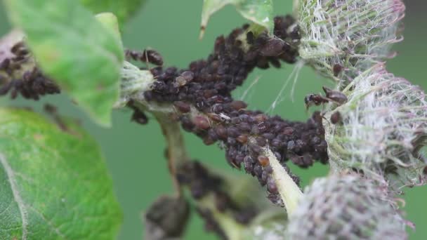 Μυρμήγκι που προσέχει πέρα από μια ομάδα αφίδες — Αρχείο Βίντεο