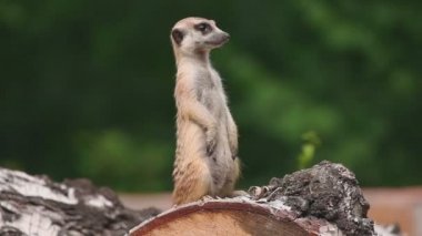 meerkat tehlike için arıyor