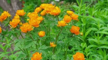 Trollius asiaticus turuncu çiçekler yağmur altında