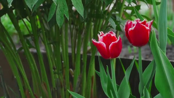 Vermelho duplo tulipas flor sob chuva — Vídeo de Stock