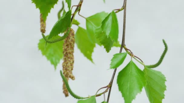 Creangă de mesteacăn cu catkins — Videoclip de stoc