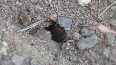 Bir karınca yuvası yakın çekim içinde karıncalar