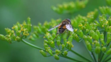 Dereotu önümüzdeki üzerinde uçmak